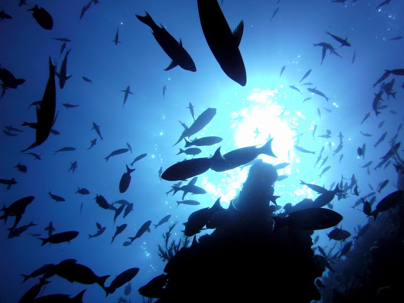 Las Galeras Divers